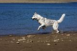 SIBERIAN HUSKY 568